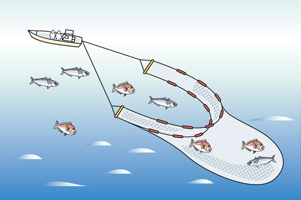 ごち網漁の図